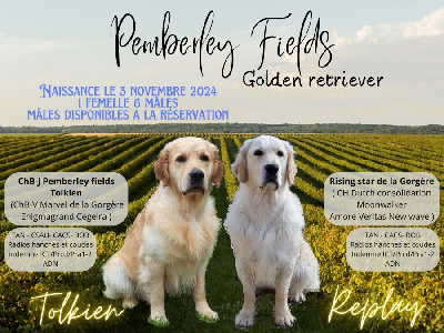 Pemberley Fields - Golden Retriever - Portée née le 03/11/2024