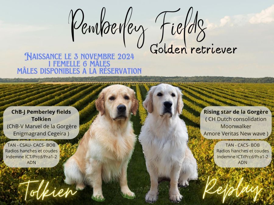 chiot Golden Retriever Pemberley Fields