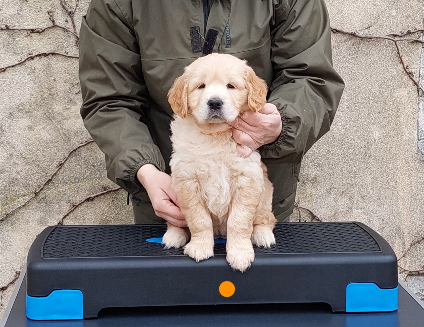 Pemberley Fields Addicted to you