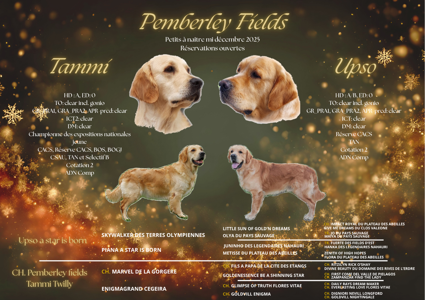 Chiot Golden Retriever Pemberley Fields