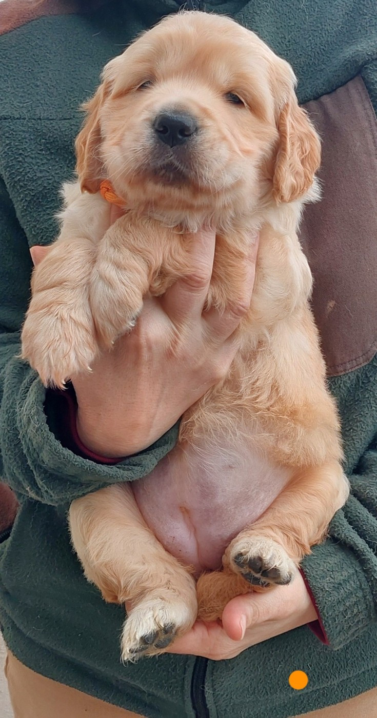 Pemberley Fields - Chiots disponibles - Golden Retriever