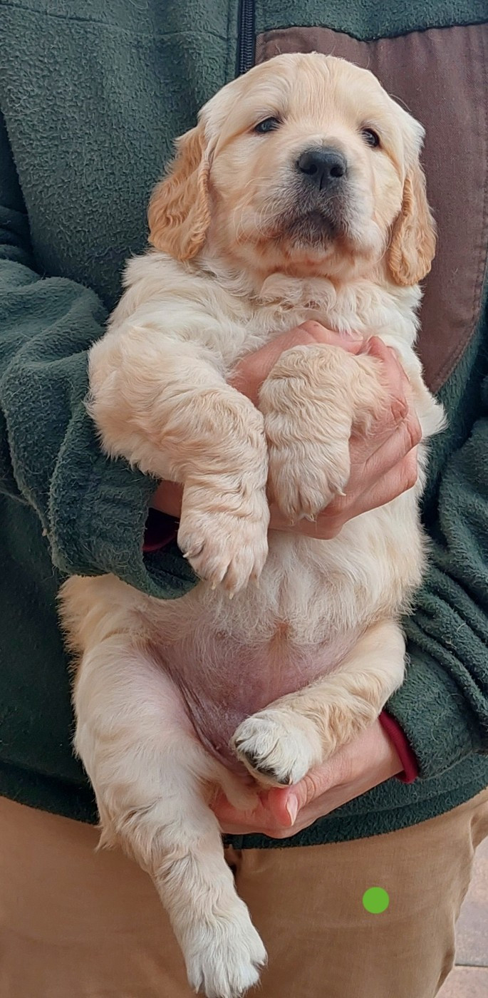 Pemberley Fields - Chiots disponibles - Golden Retriever